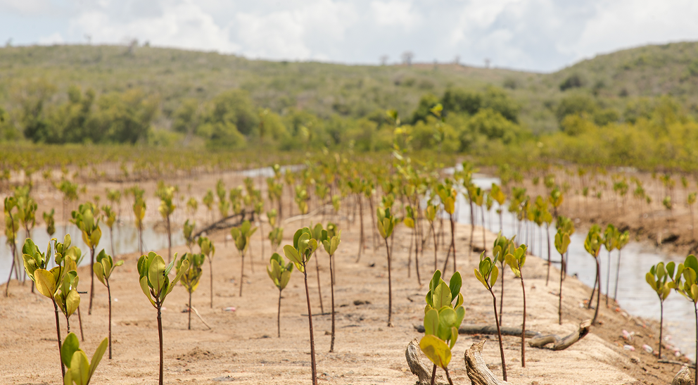Young mangrove seedlings planted along a Kenyan shoreline