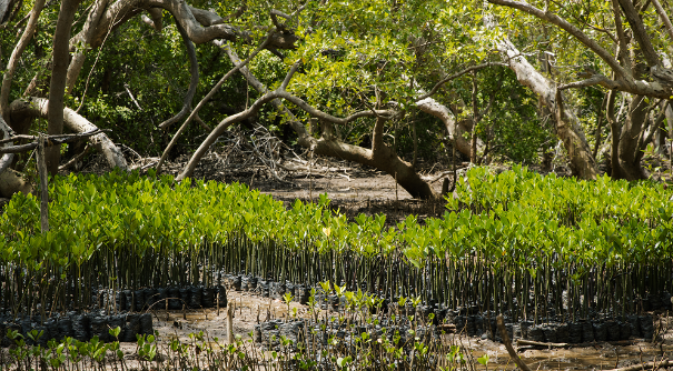 Mangrove nursery with rows of seedlings beneath mature mangrove trees